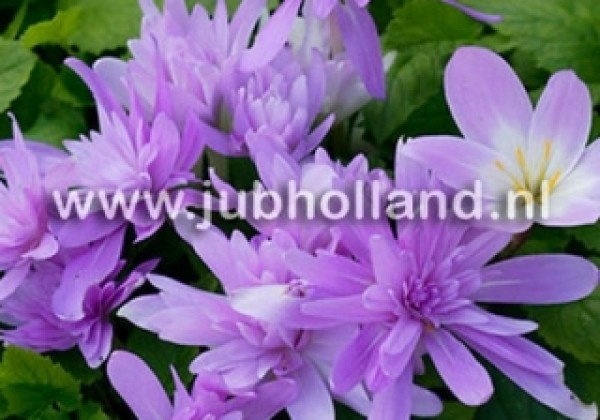 Colchicum Waterlily 16/+