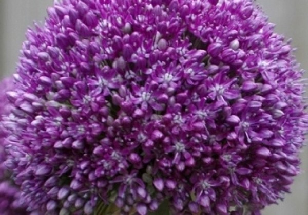 Allium Ambassador 20/24