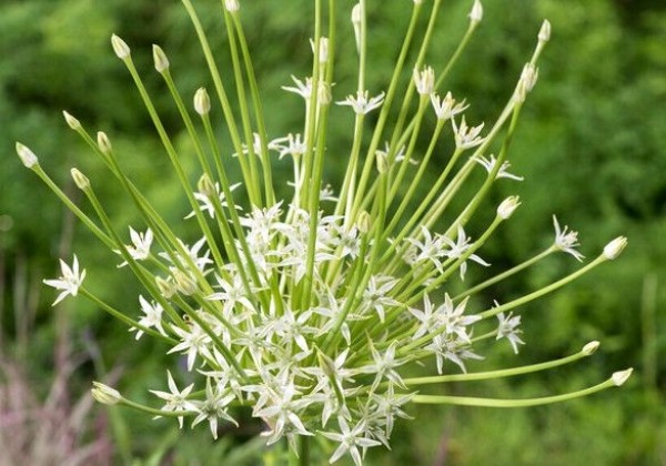 Allium schubertii Arctic Snow 12/14