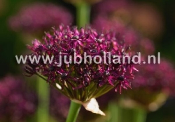 Allium Atropurpureum 10/+