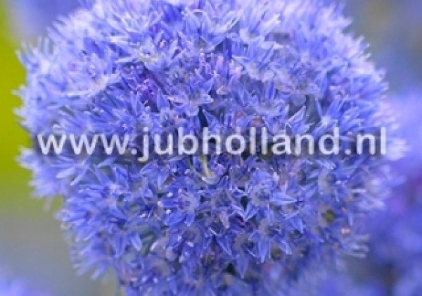 Allium Caeruleum 5/+