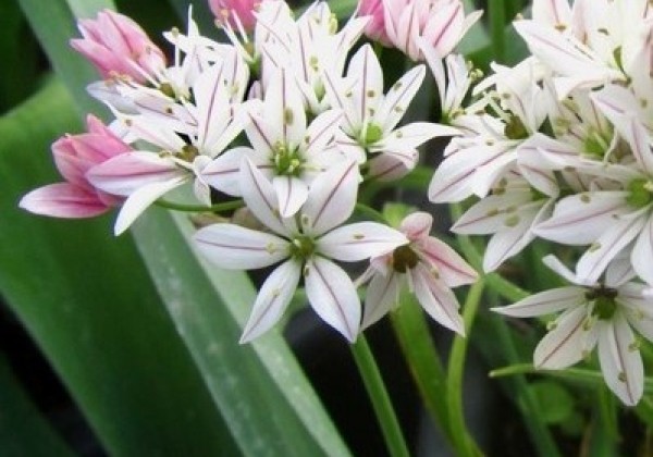 Allium Cameleon 4/+