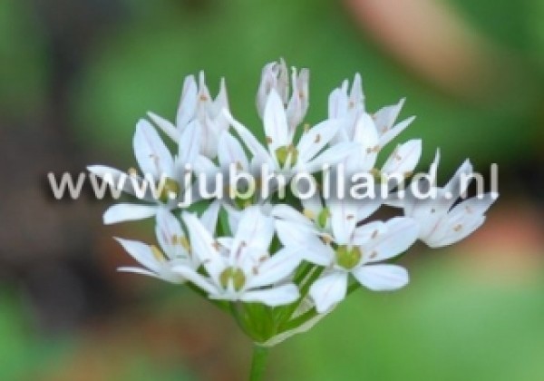 Allium Cowanii 5/+