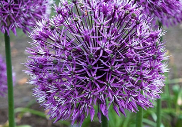 Allium Early Emperor 14/16