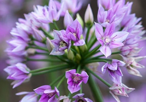 Allium Eros 5/+