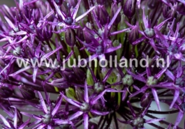 Allium Firmament 8/+
