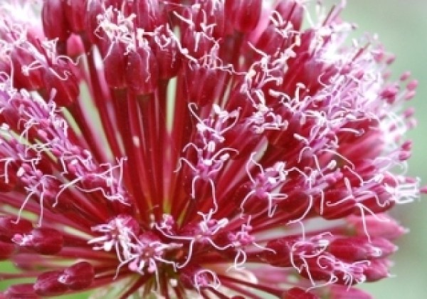 Allium Forelock 14/+