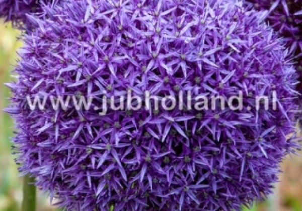 Allium Globemaster 20/+