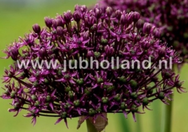 Allium Miami 10/+