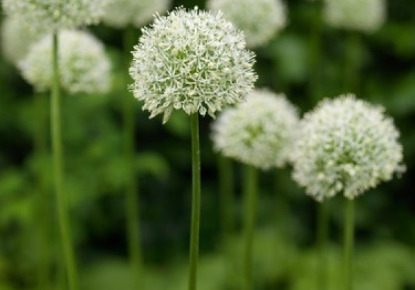 Allium stipitatum Mount Everest 20/+