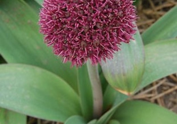 Allium Ostara 12/+