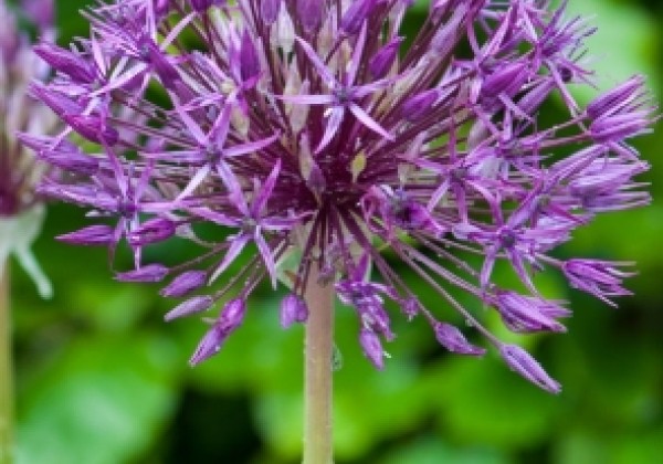 Allium Purple Rain 12/14