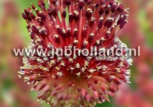 Allium Red Mohican 10/+