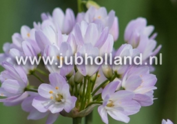 Allium Roseum 5/+