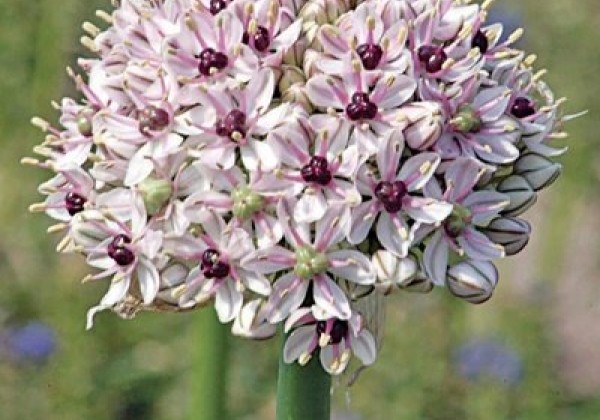 Allium Silver Spring 10/+