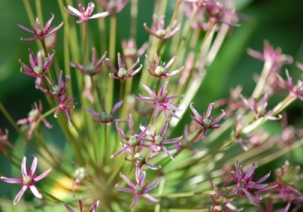 Allium Spider 10/+