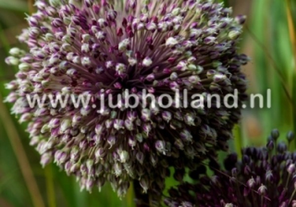 Allium Summer Drummer 12/+