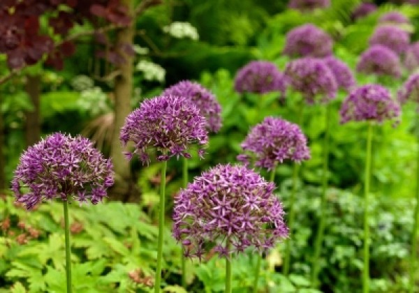 Allium Violet Beauty 12/+
