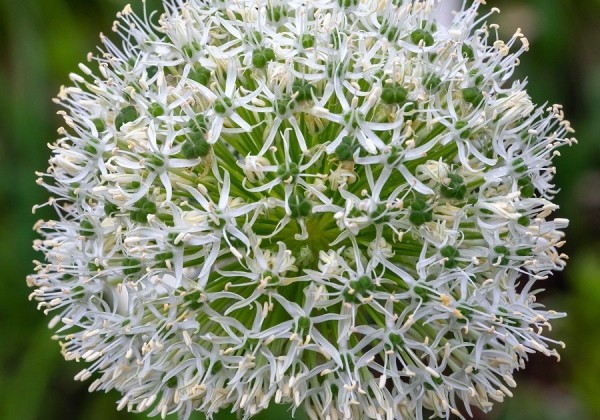 Allium stipitatum White Giant 20/+