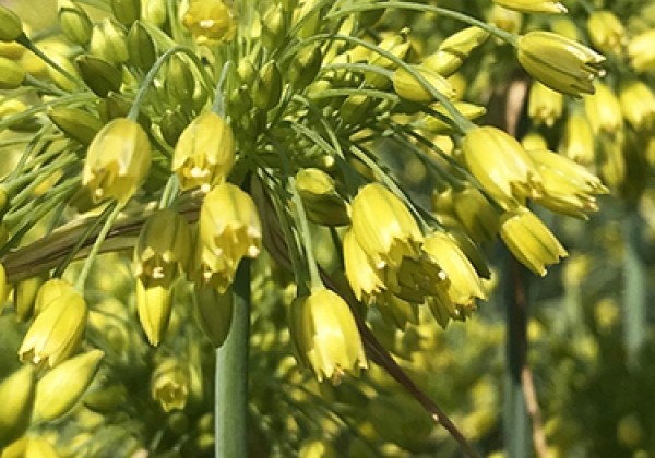 Allium Yellow Fantasy 6/+