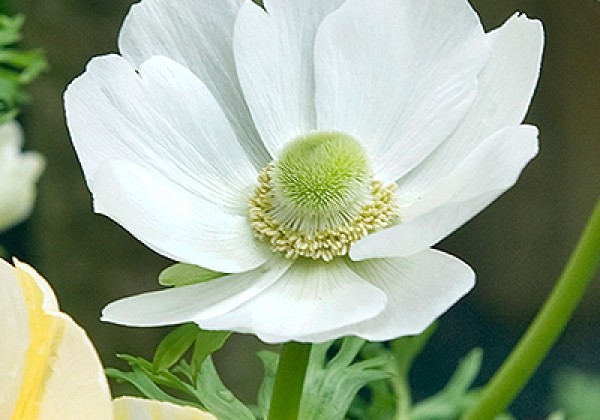 Anemone coronaria Bride 5/6