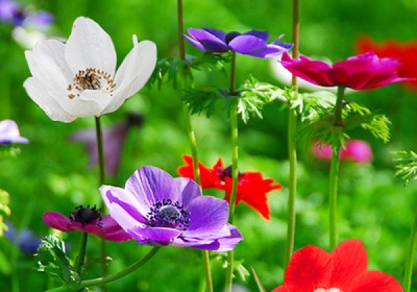 Anemone coronaria De Caen Mix 5/6