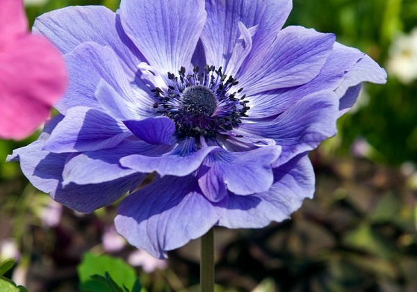 Anemone coronaria Lord Lieuteant 5/6