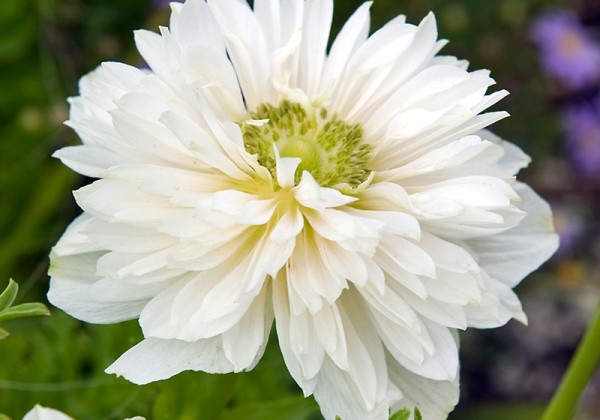 Anemone coronaria Mount Everest 5/6
