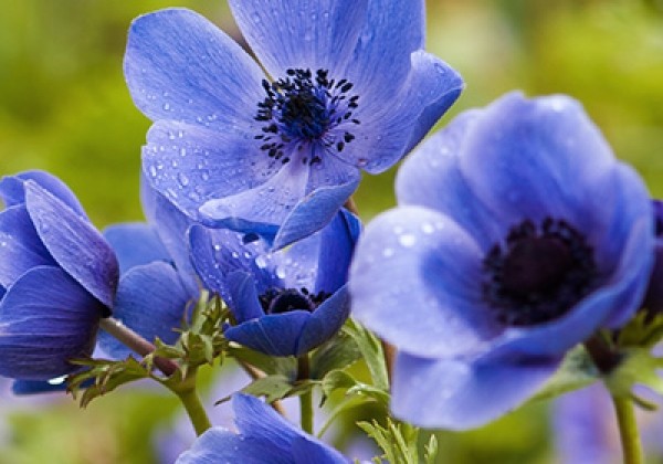 Anemone coronaria Mr. Fokker 5/6