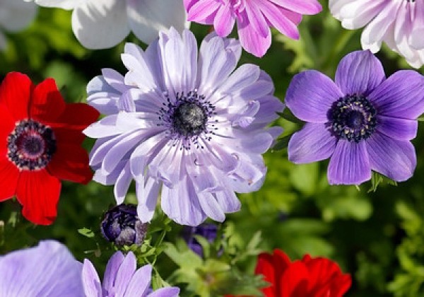 Anemone coronaria St. Brigid Mix 5/6