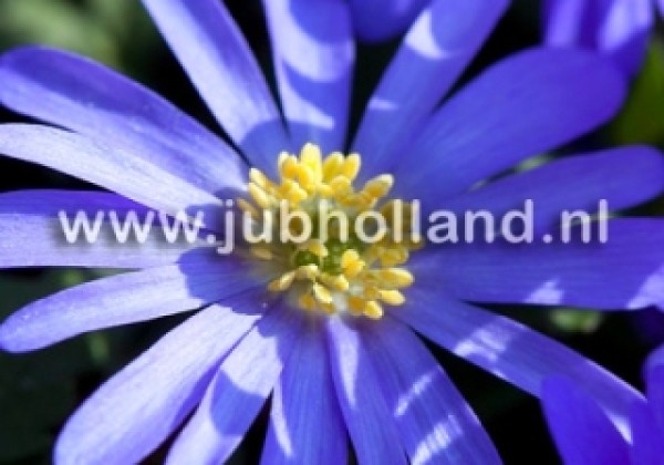 Anemone blanda Blue Shades 5/+