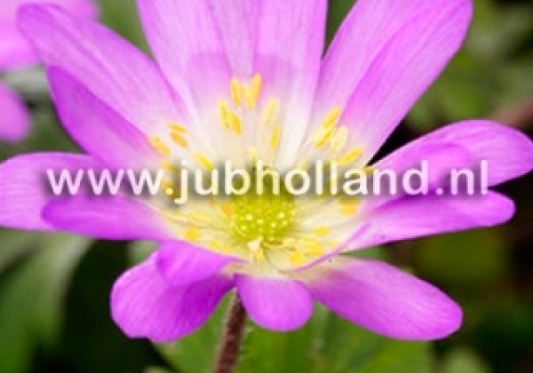 Anemone blanda Charmer 5/+