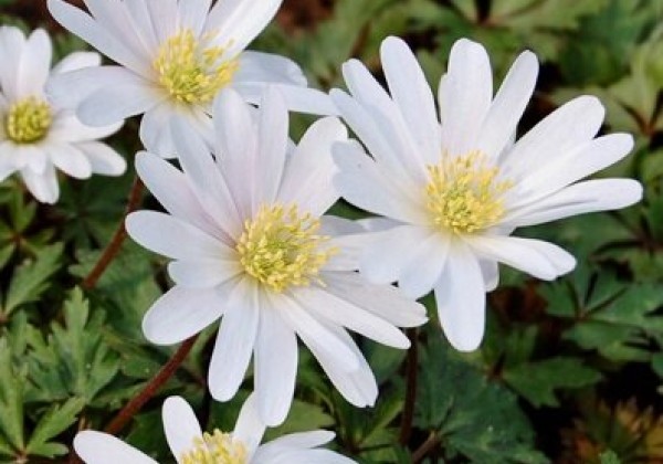 Anemone blanda White Splendour 5/7