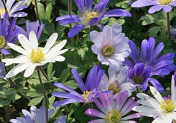 Anemone blanda Mix 5/+