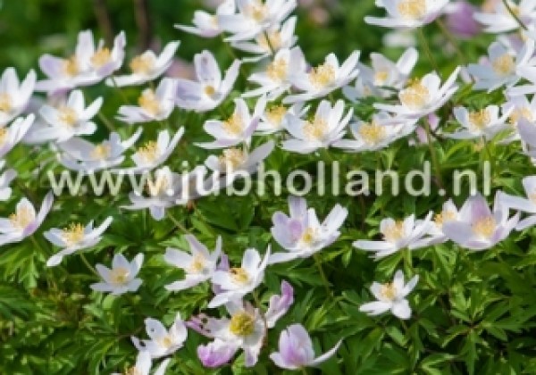 Anemone nemorosa