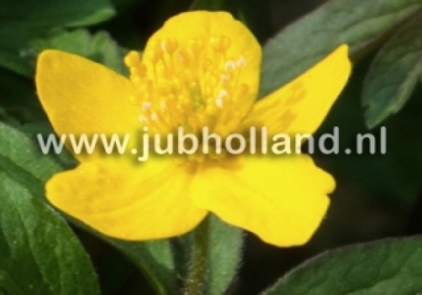 Anemone ranunculoides