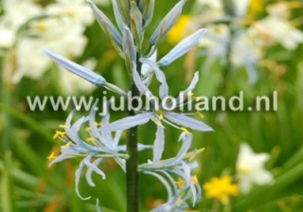 Camassia cusickii 14/+