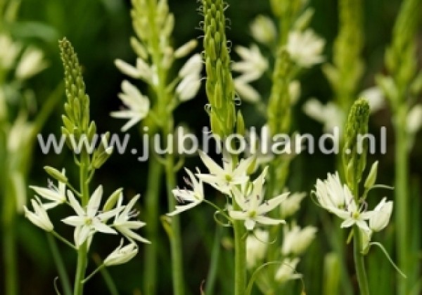 Camassia leichtlinii Alba 14/+