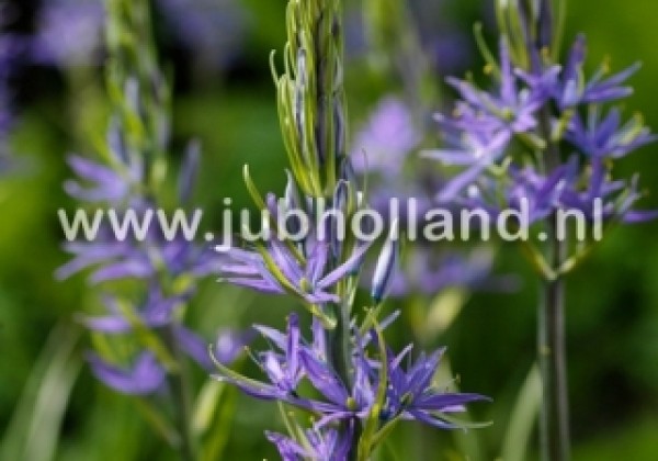 Camassia leichtlinii Caerulea 14/+