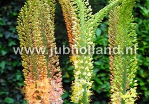 Eremurus ruiter Mix