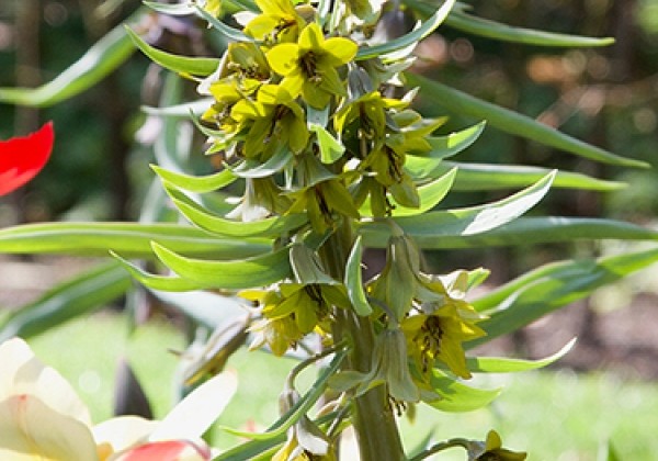 Fritillaria elwesii Green Eyes 20/24