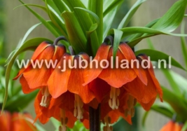 Fritillaria imperialis Aurora 24/+