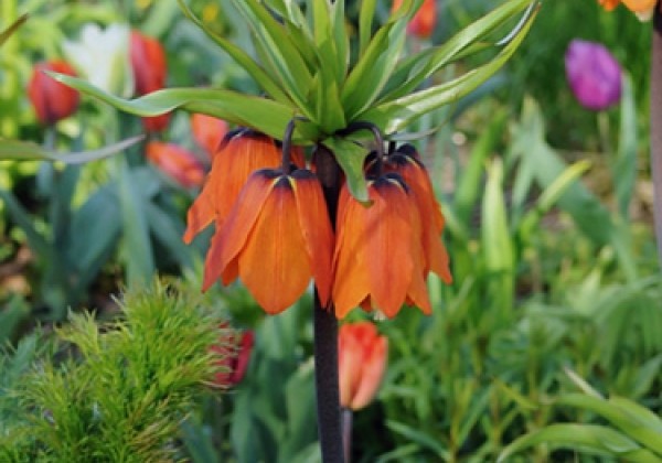 Fritillaria imperialis Aurora 24/+