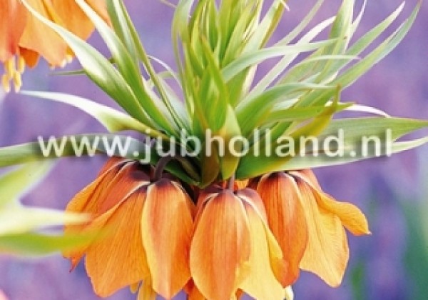 Fritillaria imperialis Premier 20/24
