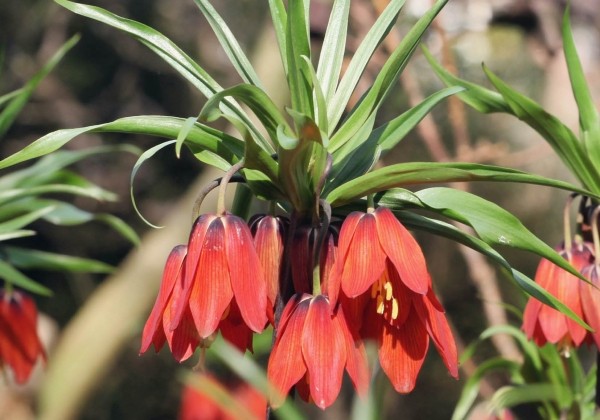 Fritillaria imperialis imp. Red Beauty 20/+