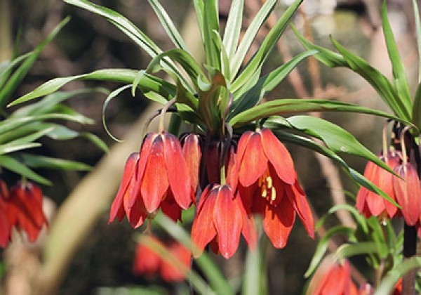 Fritillaria imperialis imp. Red Beauty 20/+