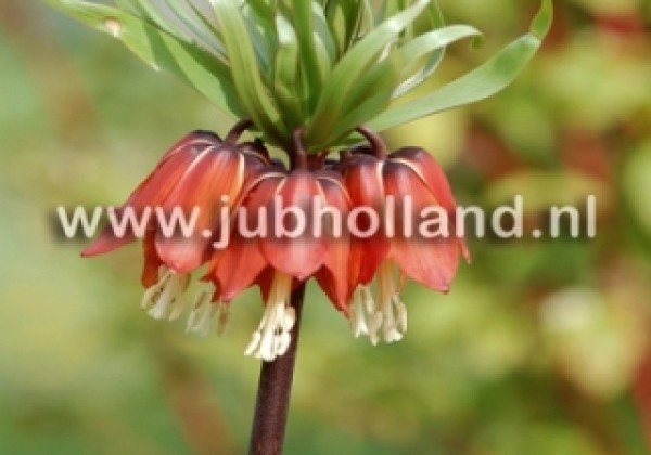 Fritillaria imperialis Rubra Maxima 24/+