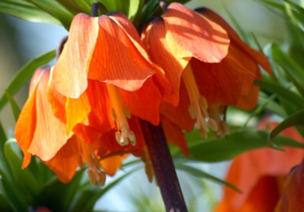 Fritillaria imperialis Rubra Maxima 24/+
