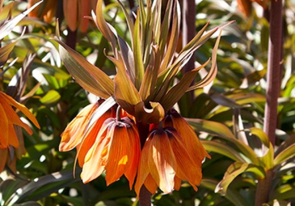 Fritillaria imperialis Sunset 20/+