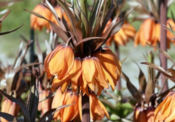 Fritillaria imperialis Sunset 20/+